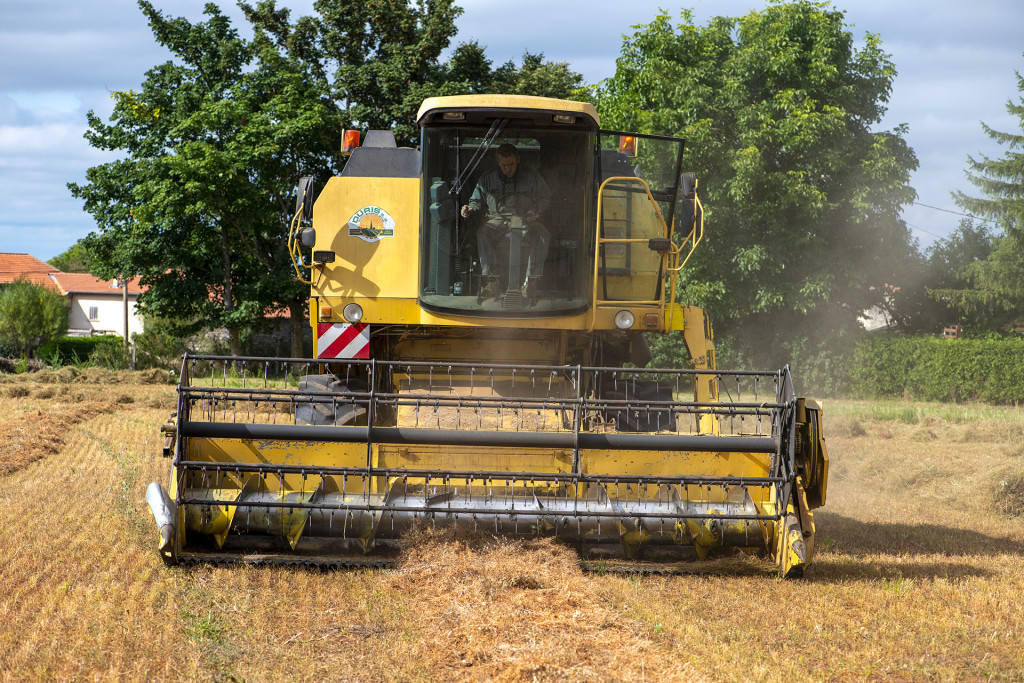 Une année 2020 catastrophique pour la récolte de lentilles vertes du Puy  - France Bleu